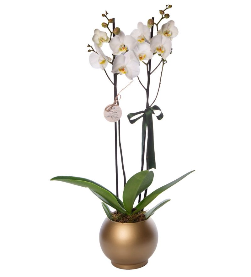 Altın Renkli Akvaryum Saksıda Beyaz Çiftli Orkide