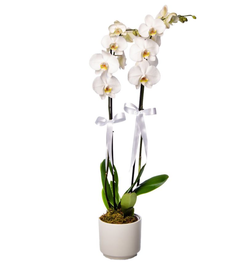 Beyaz Beton Saksıda Beyaz Çiftli Phalaenopsis