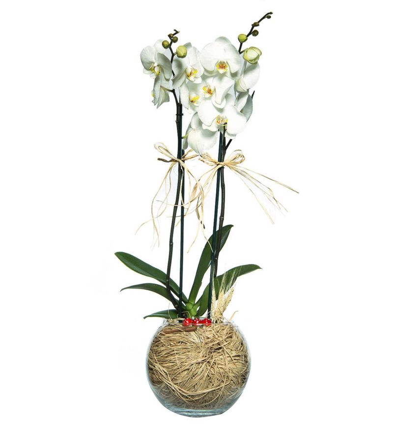 Paşabahçe Cam Fanusta 2 Dal Beyaz Orkide Çiçeği