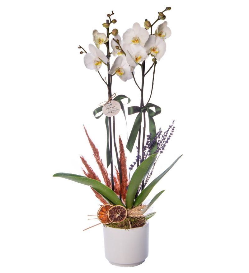 Beyaz Beton Saksıda Süslemeli Beyaz Çiftli Orkide