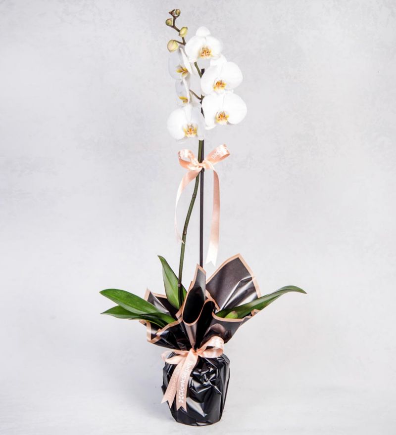 Tekli Beyaz Phalanopsis Orkide