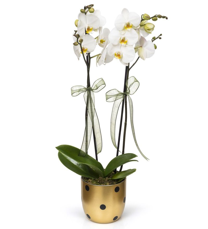 Puantiyeli Vazoda 2 Dal Beyaz Orkide