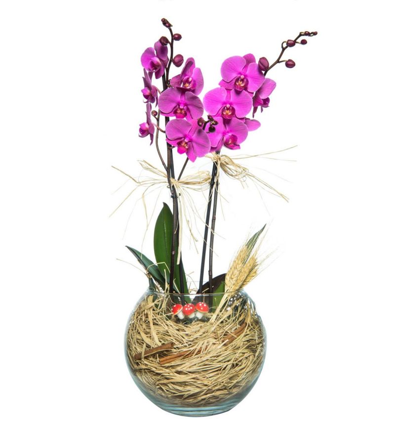 Paşabahçe Cam Fanusta 2 Dal Mor Orkide Çiçeği