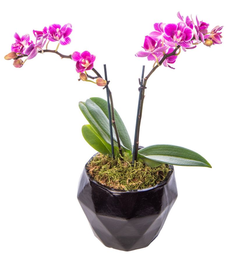 Geometrik Siyah Saksıda Çift Dal Mini Orkide